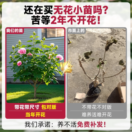 芙蓉花盆栽重瓣树苗特大号三醉木芙蓉花卉变色耐寒室内外绿化植物 - 图0