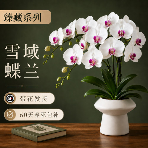 蝴蝶兰花苗带花剑带花苞盆栽兰花大苗客厅室内植物花卉四季好养活 - 图0