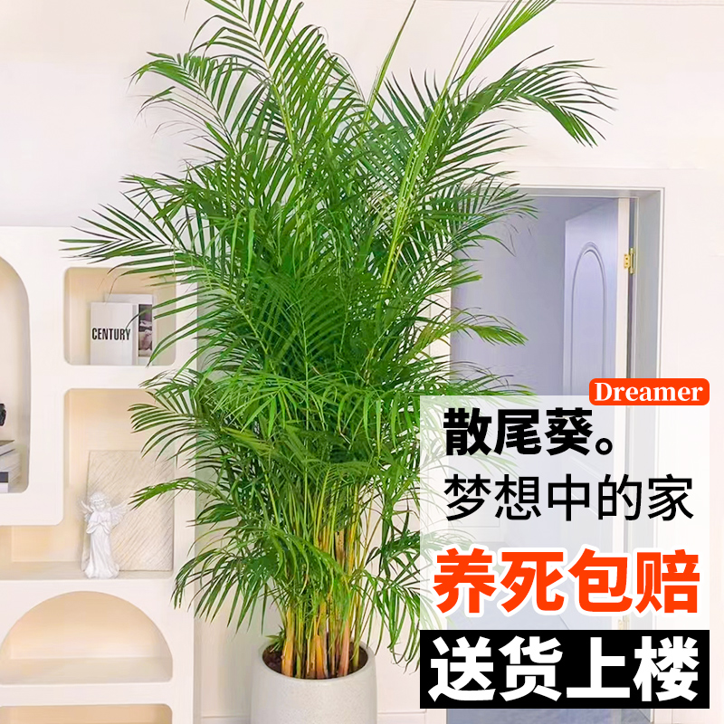 散尾葵植物盆栽客厅大型绿植室内落地办公室凤尾竹天堂鸟四季常青