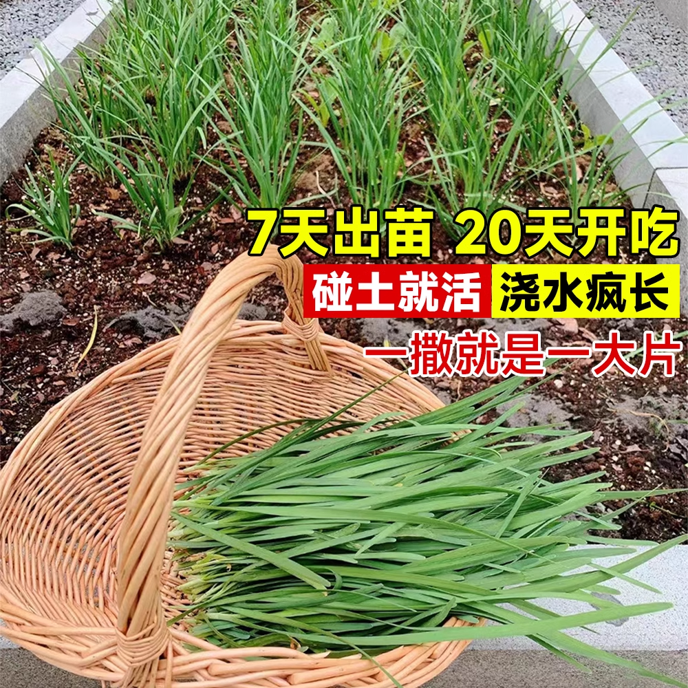 韭菜种子种籽红根老品种紫根宽叶大小叶四季本地种孑阳台蔬菜盆栽,淘宝优惠券,粉丝福利购,淘宝优惠卷