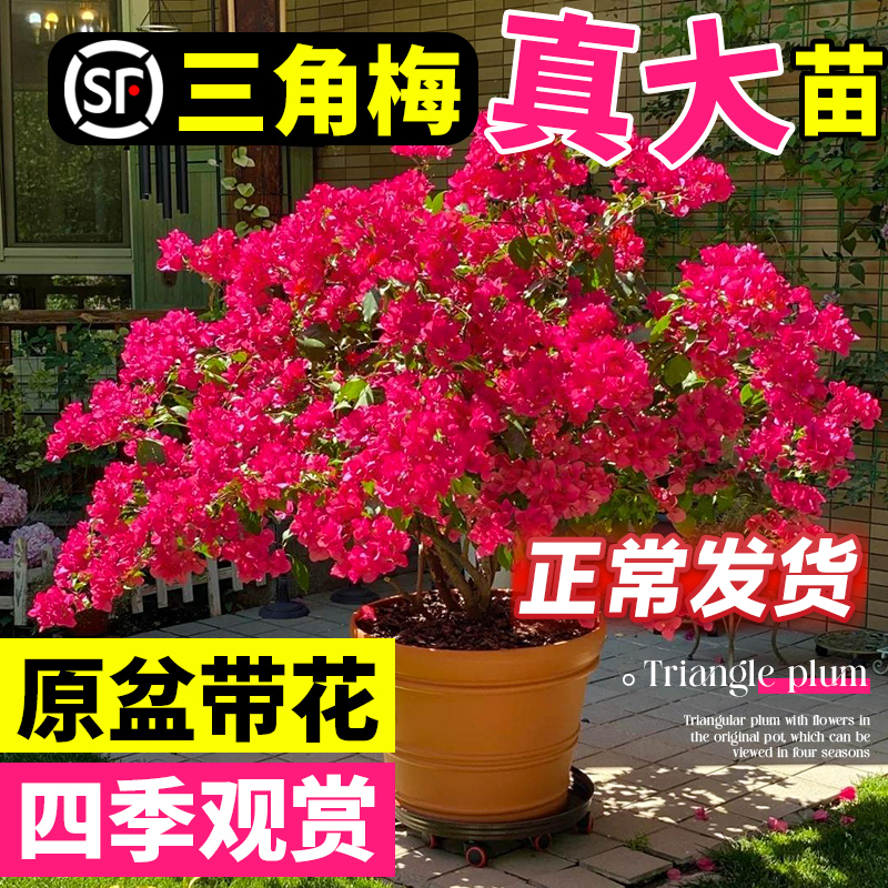 三角梅盆栽中国红带花绿漳红樱爬藤植物室内阳台树苗耐寒老桩花卉