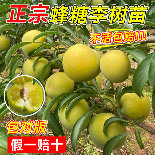 正宗蜂糖李子树苗特大果树果苗大全矮化带土新品种盆栽贵州六马 - 图1