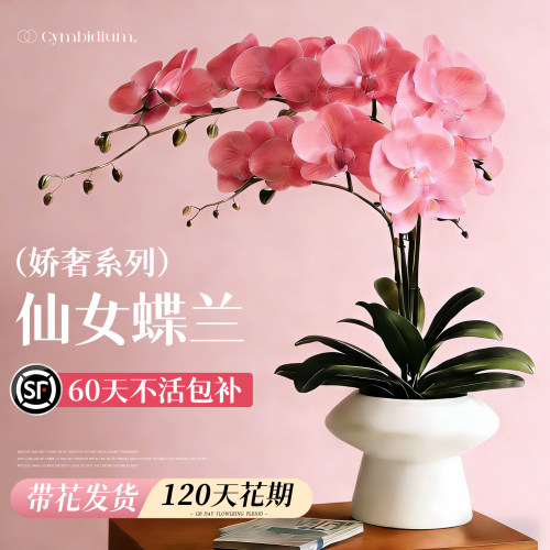 蝴蝶兰带花盆栽带花苞特大号高级花卉绿植兰花洋兰年宵花客厅卧室 - 图0