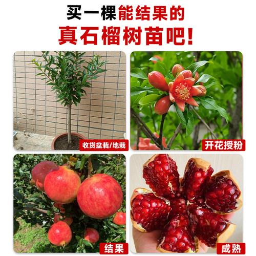 石榴树树苗突尼斯软无籽特大甜果苗盆栽老桩嫁接四季庭院南方种植 - 图3