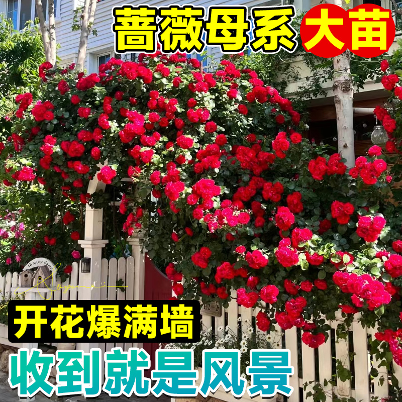 藤本月季蔷薇花苗爬藤四季开花母系大苗别墅庭院爬墙爬藤盆栽花卉 - 图1