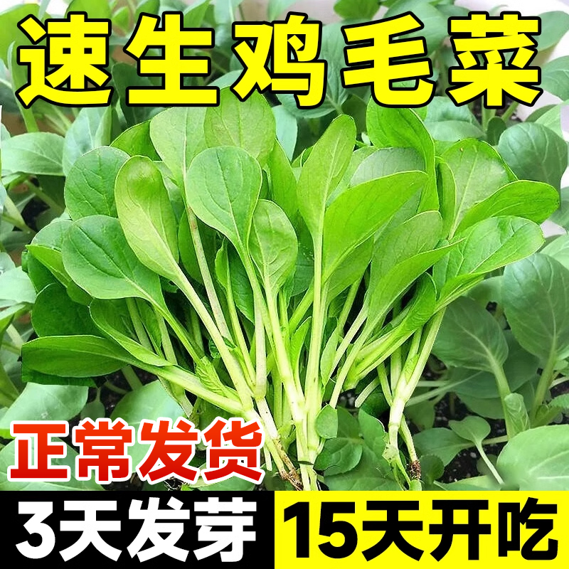 鸡毛菜菜籽种四季大全小白菜青菜油菜种孑上海青速生阳台蔬菜种子 - 图2