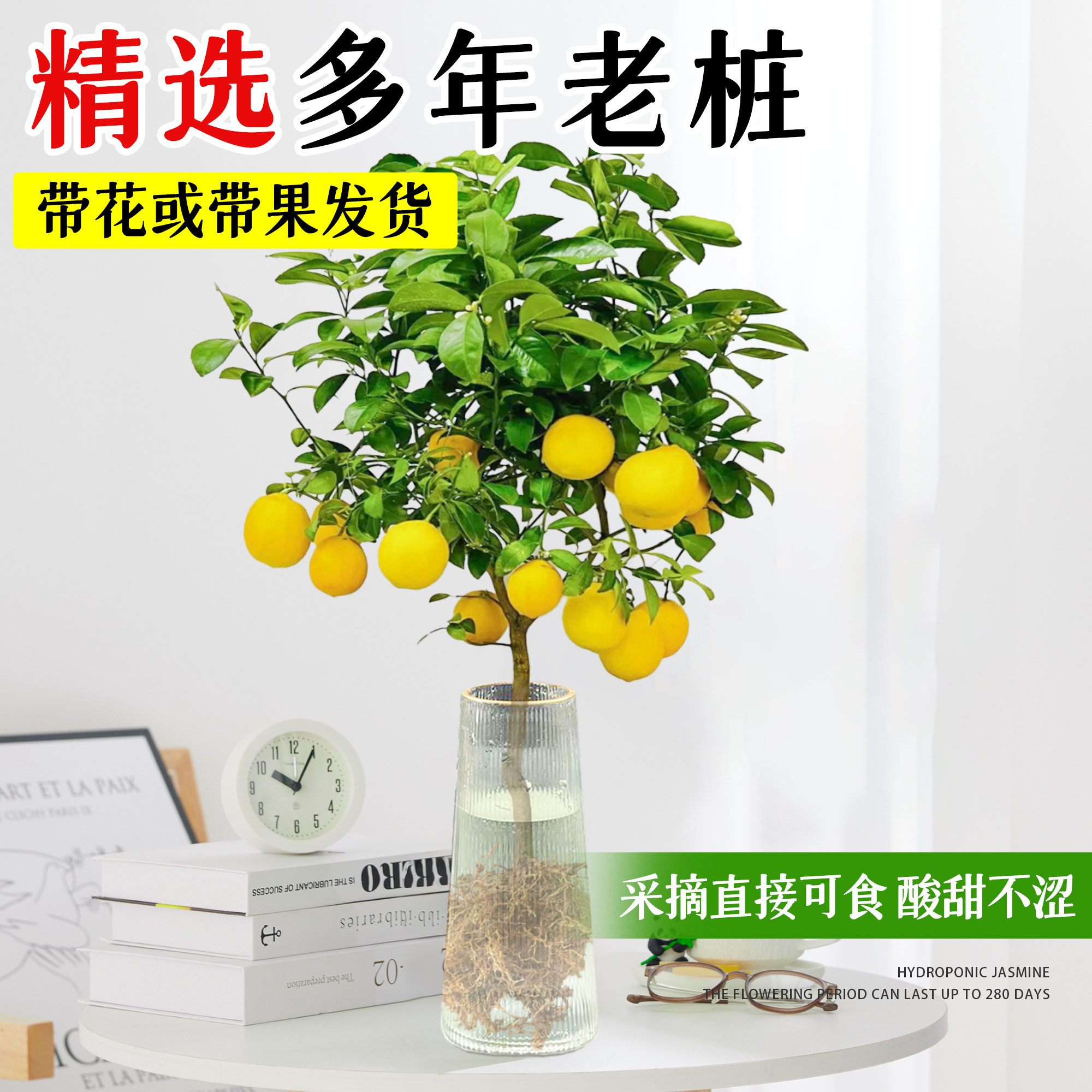 水培植物室内好养水培柠檬玻璃瓶无土纯水培绿植水养水果好养易活,淘宝优惠券,粉丝福利购,淘宝优惠卷