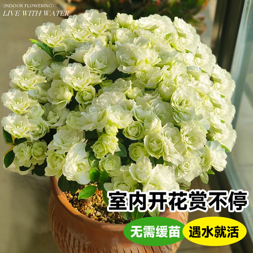 长寿花盆栽四季重瓣大花花苗开花绿巴黎金狐狸室内花卉老桩绿植物 - 图1