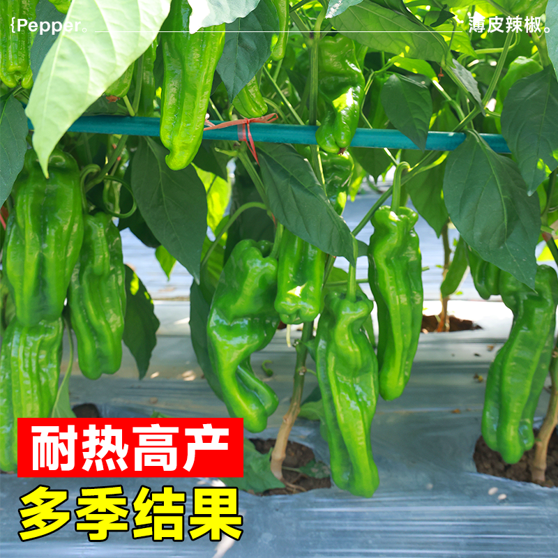 薄皮辣椒种子耐热高产春季种青椒肉椒螺丝椒辣椒种籽孑蔬菜苗秧苗,淘宝优惠券,粉丝福利购,淘宝优惠卷