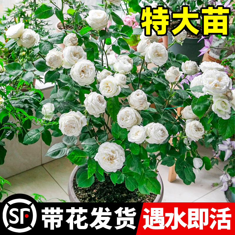 伊芙婚礼之路月季大苗果汁阳台白玫瑰花苗盆栽四季开花卉植物浓香 - 图1