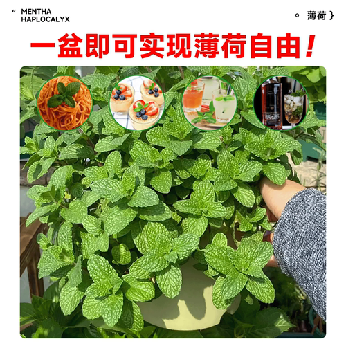 薄荷盆栽可食用大苗室内驱蚊绿植迷迭香四季香草植物柠檬猫薄荷叶 - 图1