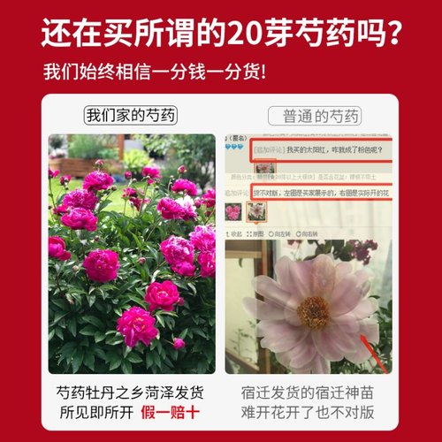 芍药花苗重瓣带芽大苗鲜花四季开花卉阳台庭院牡丹花种根盆栽植物 - 图1