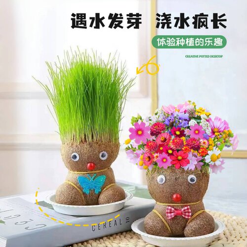 草头娃娃开花可爱长草猫草绿植物小盆栽小草娃娃室内儿童创意水培 - 图1