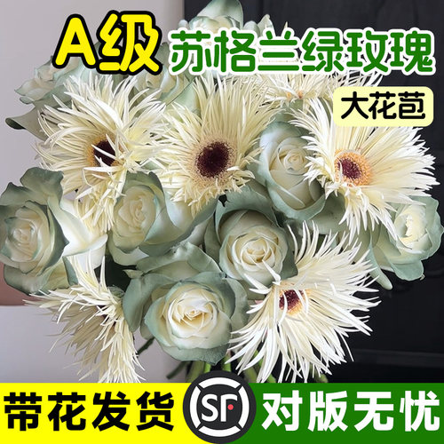 苏格兰绿玫瑰花鲜花云南基地直发家用鲜切插花瓶超长花期真花花卉 - 图1