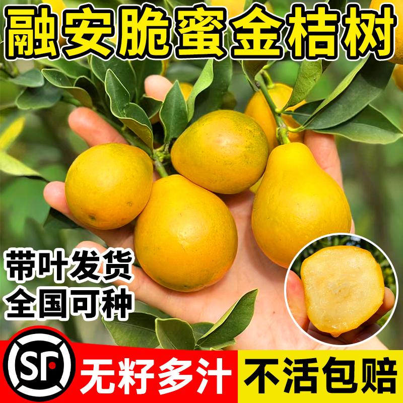 融安脆蜜金桔树树苗四季广西脆皮可食用果树橘子树盆栽阳台水果苗-图0