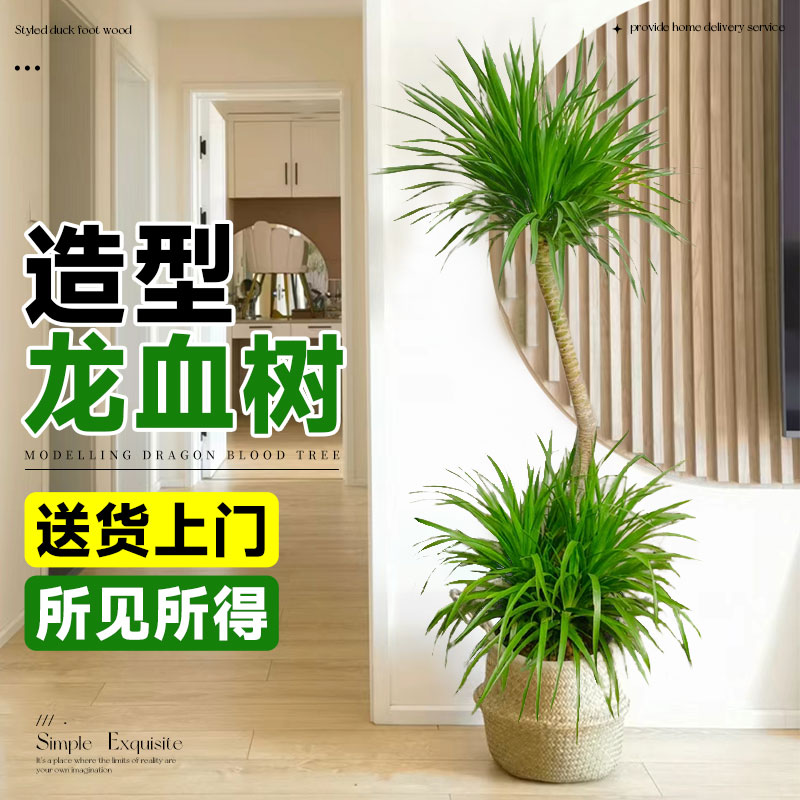 造型龙血树客厅绿植网红龙须树大型植物办公室落地禄植盆栽吸甲醛 - 图0