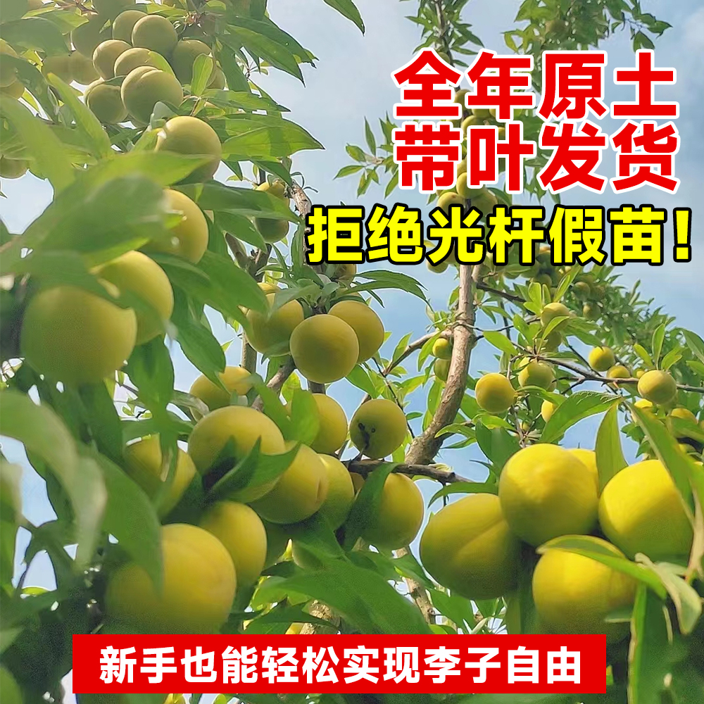 蜂糖李子树苗贵州六马三华新品种水果树果苗阳台盆栽南方北方种植 - 图1