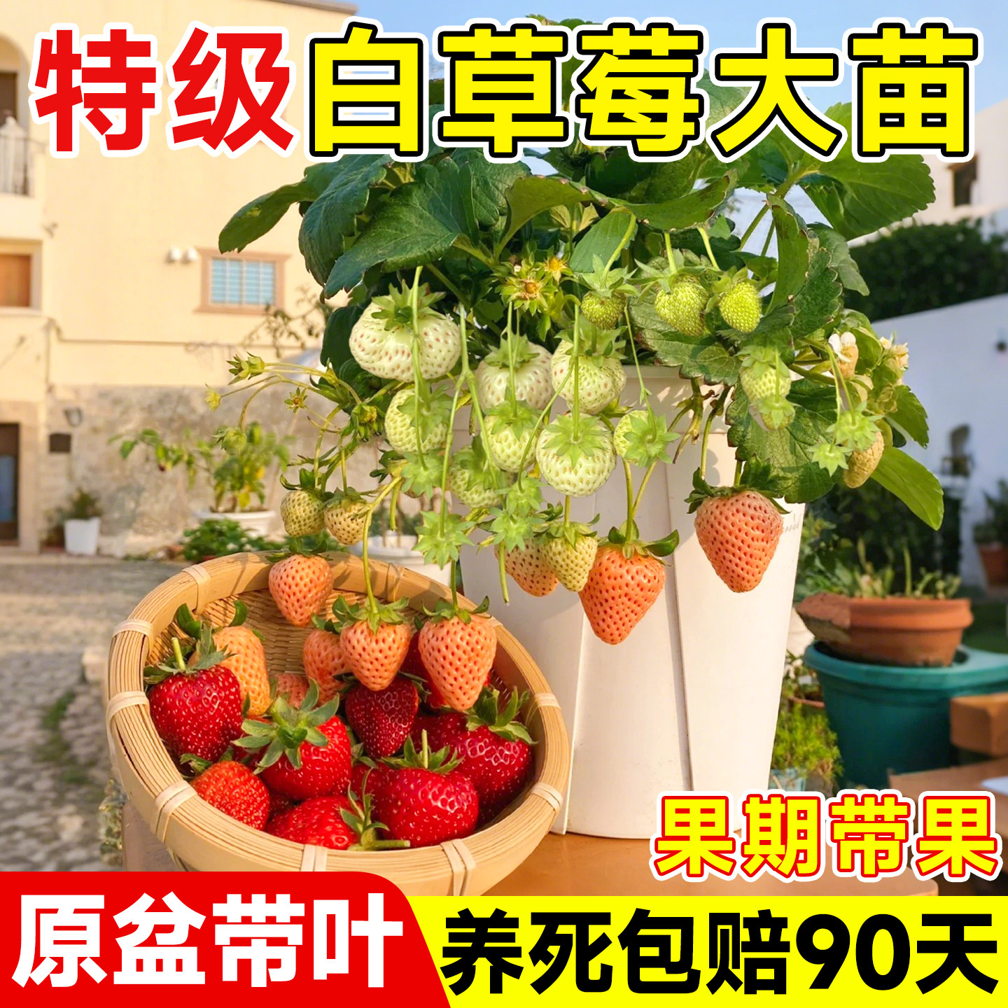 白草莓苗盆栽带土四季奶油草莓秧苗种籽子粉玉雪兔可食用阳台种植,淘宝优惠券,粉丝福利购,淘宝优惠卷