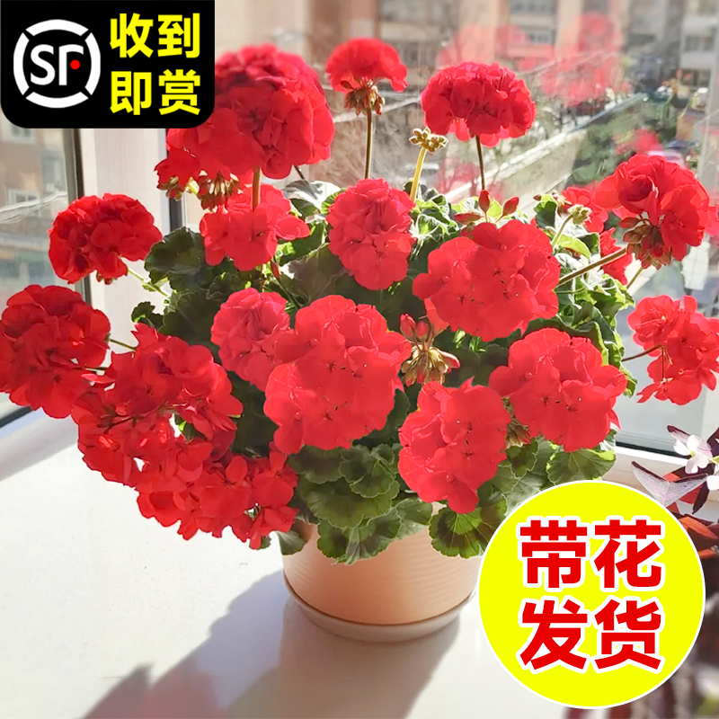 新品大花天竺葵盆栽带花苞发货垂钓吊兰花苗重瓣四季开花卉绿植物-图1