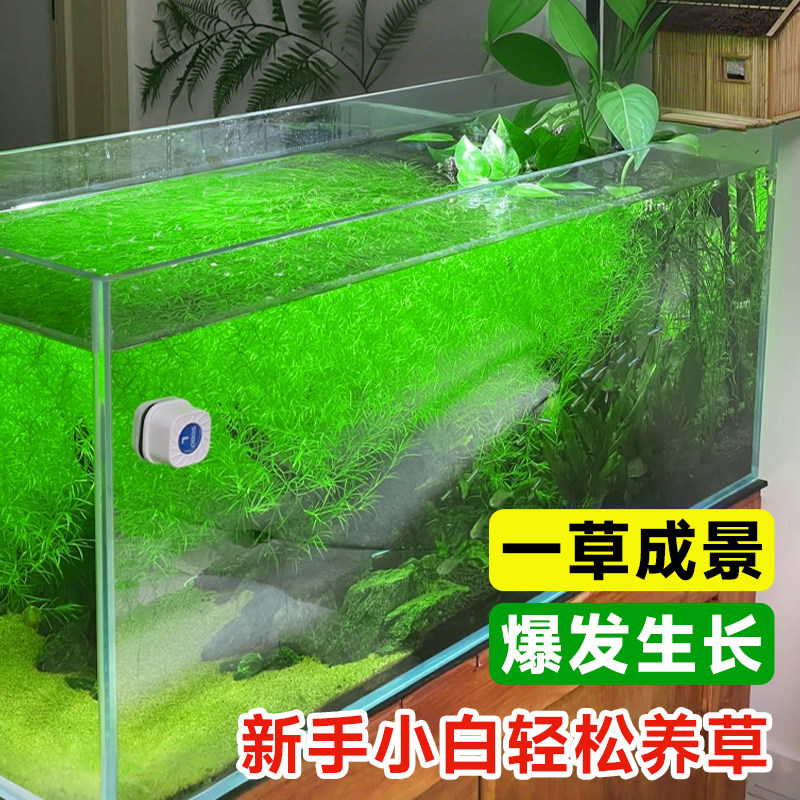 印度小竹节竹节草真水草水族箱鱼缸造景观赏新手懒人阴性水草繁殖,淘宝优惠券,粉丝福利购,淘宝优惠卷