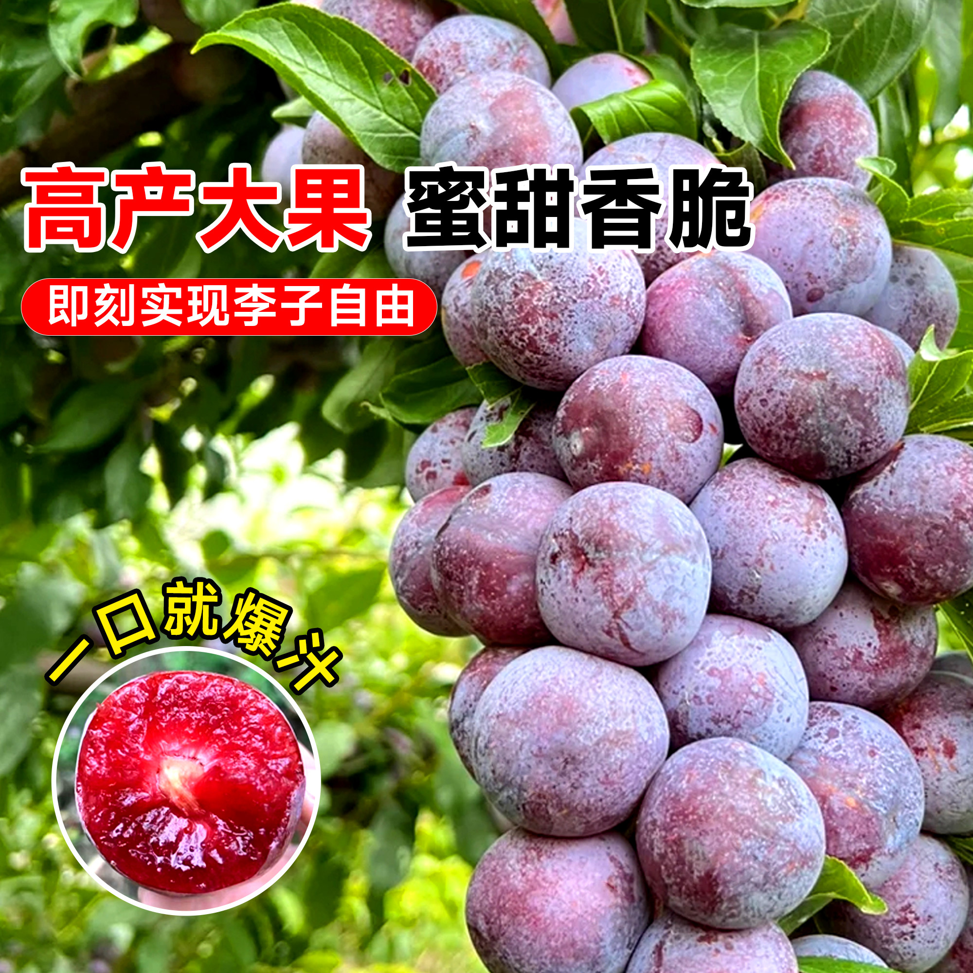 三华李子树苗红心新品种特大嫁接蜂糖李北南方种植水果树果苗大全,淘宝优惠券,粉丝福利购,淘宝优惠卷