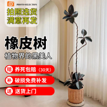 Black Diamond Rubber Tree Living Room Large Potted Modeling Interior Large Green Plant Good Raising Four Seasons Office Balcony Plants