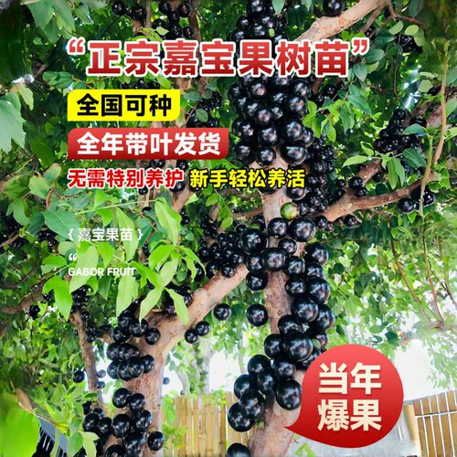 四季嘉宝果树果苗沙巴艾斯卡树葡萄苗果树庭院名贵南北方种植盆栽 - 图0