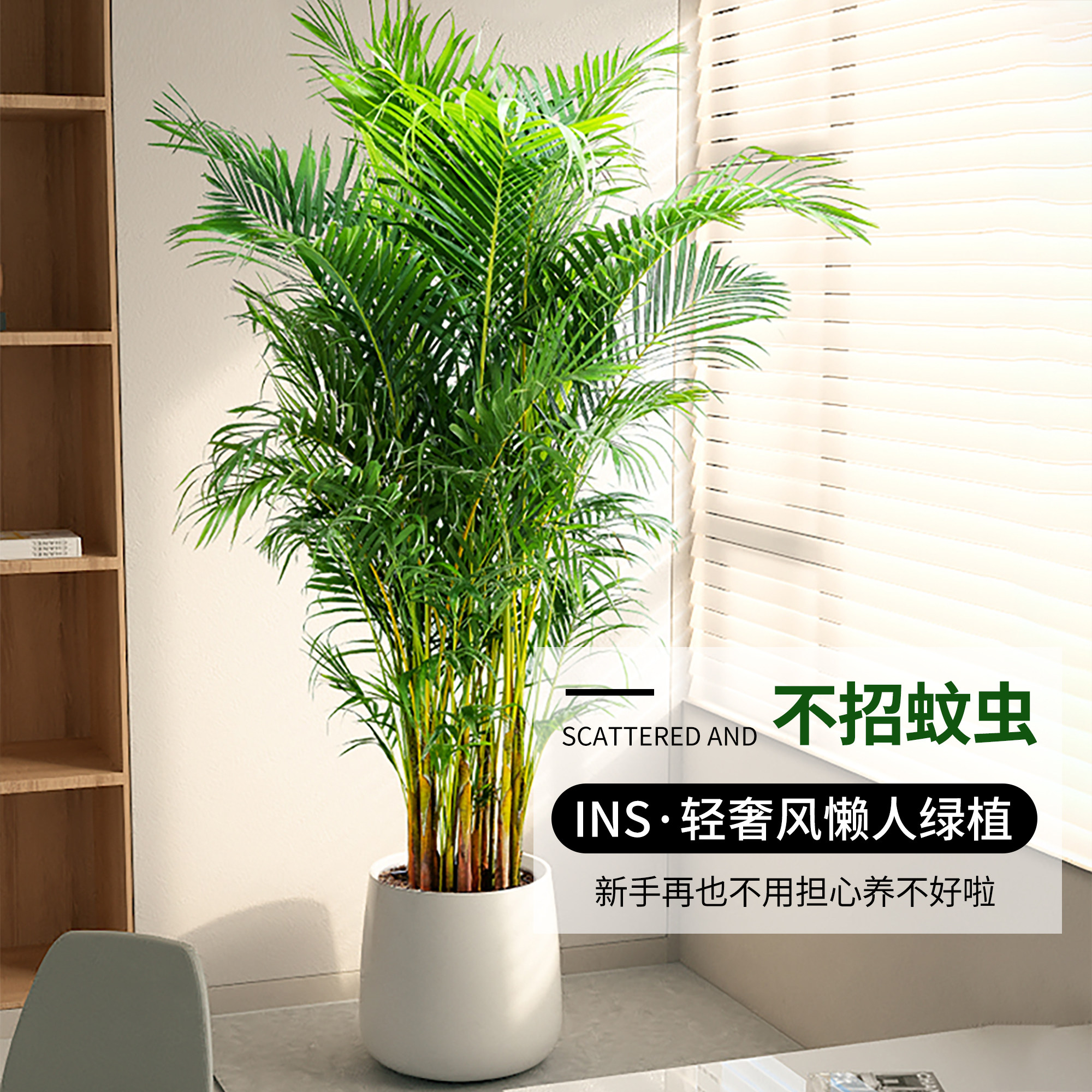 散尾葵植物盆栽客厅大型绿植室内落地办公室大号凤尾竹天堂鸟好养,淘宝优惠券,粉丝福利购,淘宝优惠卷