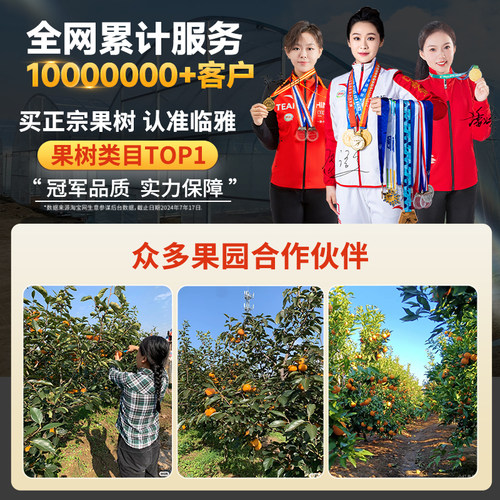 正宗太秋甜柿树苗脆柿子树果苗庭院水果树庭院南北方种植嫁接耐寒 - 图3