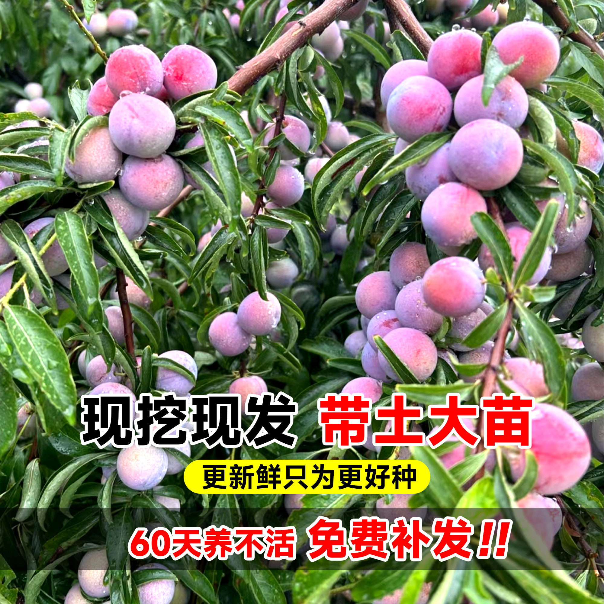三华李子树苗红心新品种特大嫁接蜂糖李北南方种植水果树果苗大全,淘宝优惠券,粉丝福利购,淘宝优惠卷