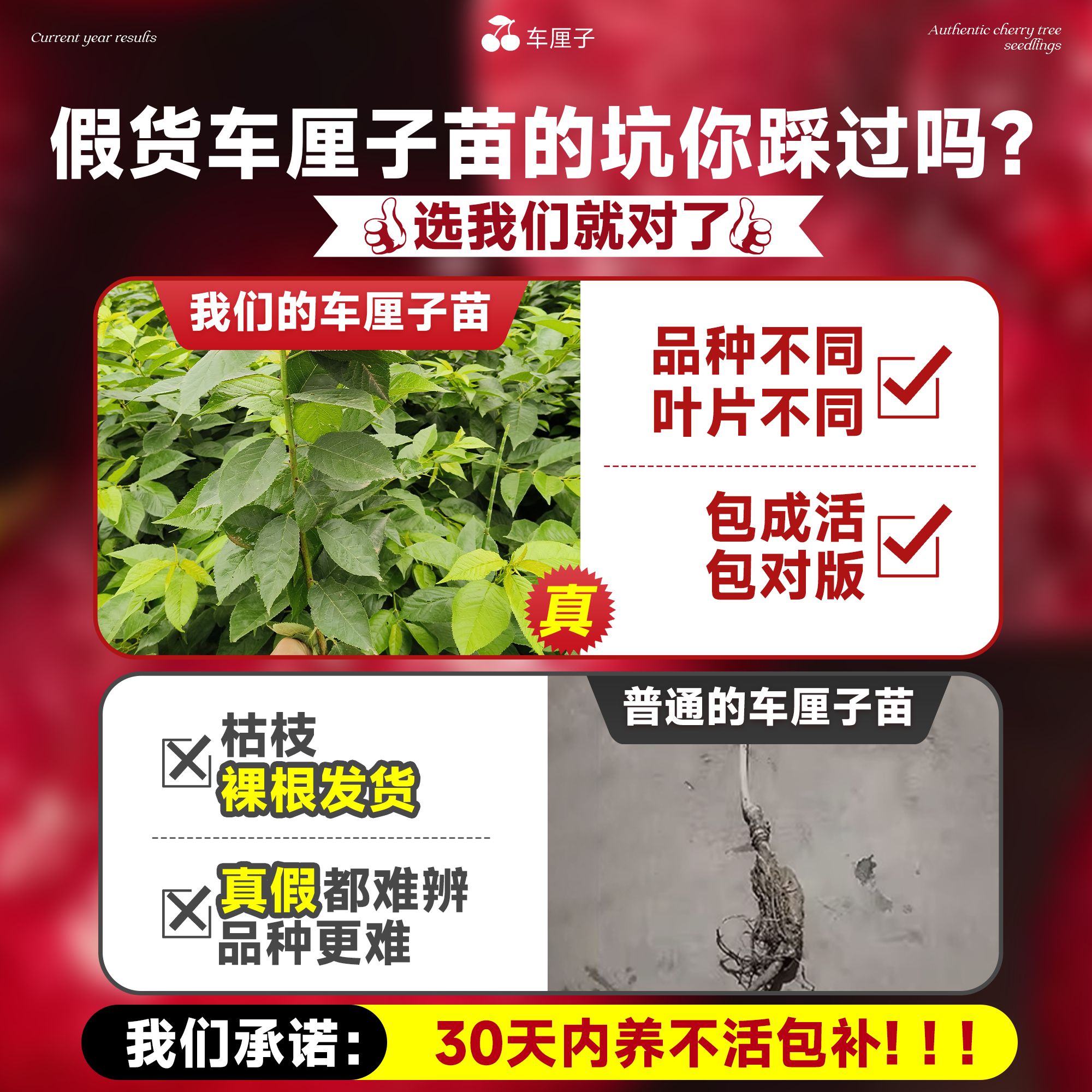 车厘子树苗正宗樱桃树苗矮化特大嫁接果树庭院名贵南北方种植盆栽,淘宝优惠券,粉丝福利购,淘宝优惠卷