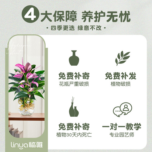 水培植物紫掌桌面绿植小盆栽香妃齐祖红掌室内耐阴好养易活的植物 - 图3