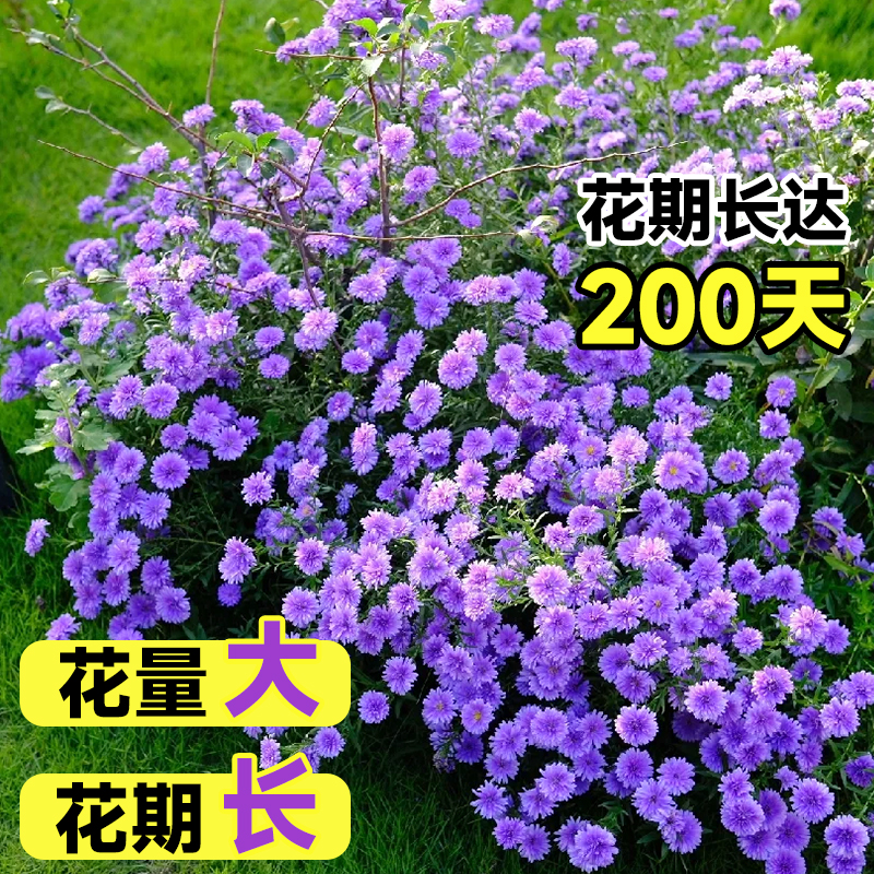 翠菊盆栽花苗带花室内阳台植物花卉紫菀菊花苗易活适合秋天种的花 - 图2