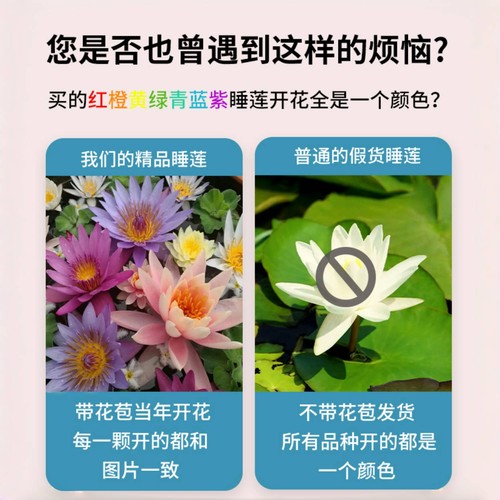 睡莲水培植物带花苞四季开花根块池塘水养花卉盆栽碗莲花根茎带芽 - 图1