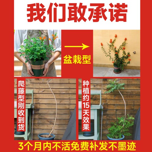 耐寒凌霄花苗爬藤植物四季花卉大苗绿植盆栽庭院阳台炮仗花紫藤 - 图1