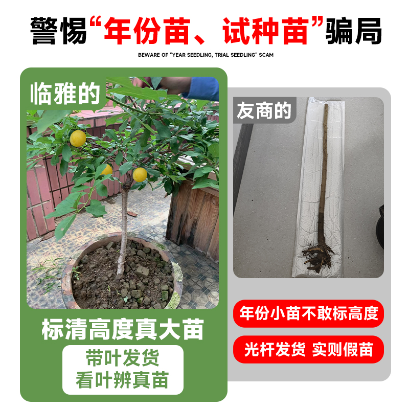 蜂糖李子树苗新品种特大号三华冰糖三月水果树果苗北南方种植庭院-图0