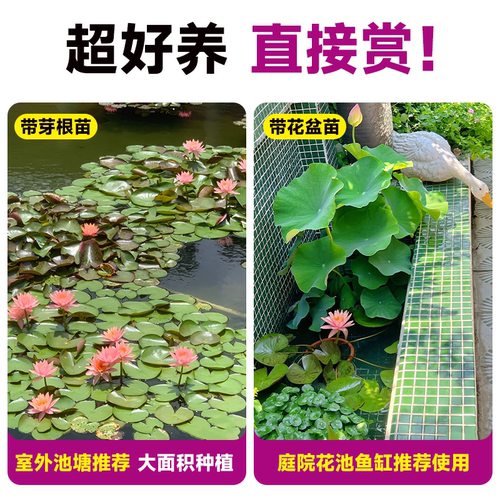池塘专用睡莲水培植物带花苞四季开花根块苗耐寒鱼缸无土水养花卉 - 图1