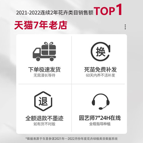 白兰花玉兰树苗花卉植物室内庭院绿植黄角兰盆栽易活带花苞四季开 - 图3