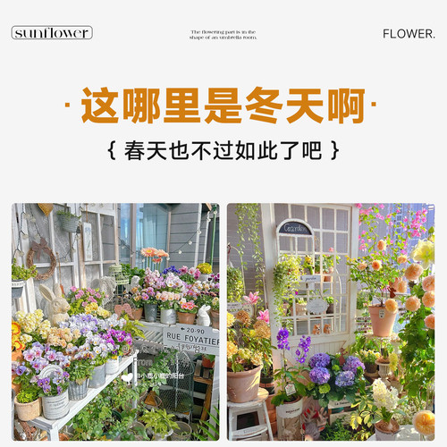 适合冬天养的花种的花冬天不怕冻的花室外四季绿植开花卉耐寒耐冻 - 图3