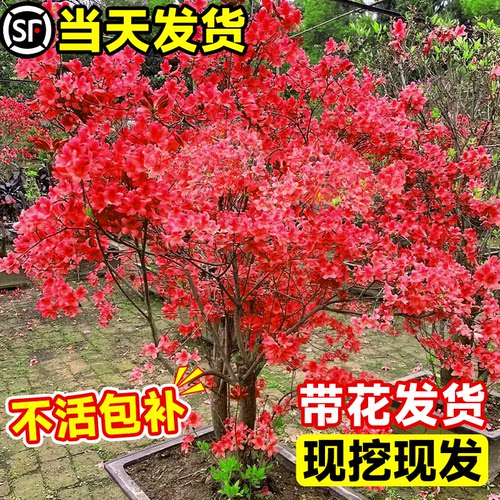 映山红树苗老桩杜鹃花盆栽带花苞双四季开花野生花苗耐寒庭院盆景-图0