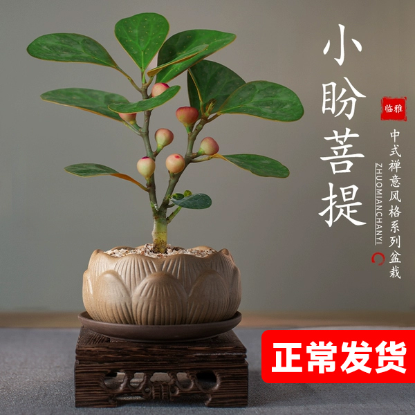 禅意小盼菩提盆栽植物室内花四季客厅观叶办公室绿植好养活盆景树-图1