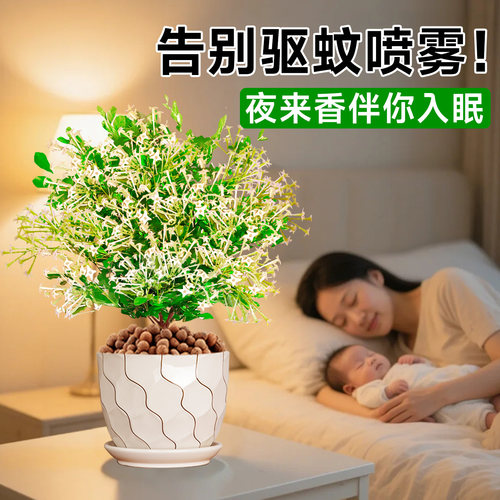 夜来香盆栽花树苗带花苞驱蚊绿植室内阳台四季花卉开花植物好养活 - 图2