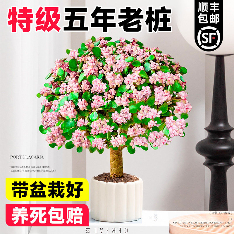 金枝玉叶盆栽老桩多肉办公室内阳台绿植物客厅四季好养开花卉盆景,淘宝优惠券,粉丝福利购,淘宝优惠卷