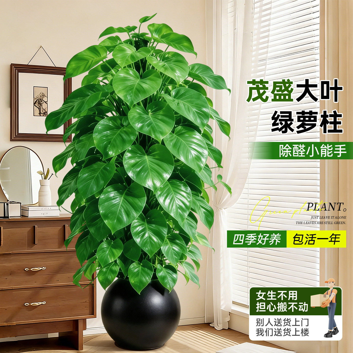 大叶绿萝柱盆栽室内植物四季客厅大型绿植除甲醛净化空气新房好养,淘宝优惠券,粉丝福利购,淘宝优惠卷