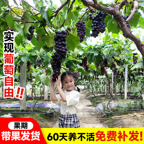 巨峰葡萄树果苗阳光玫瑰果树果苗盆栽南北方耐寒四季种植嫁接爬藤 - 图1
