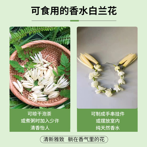 白兰花玉兰树苗花卉植物室内庭院绿植黄角兰盆栽易活带花苞四季开 - 图2