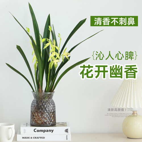 水培兰花墨兰盆栽带花苞客厅室内桌面浓香型水养绿植物建兰小苍兰 - 图2