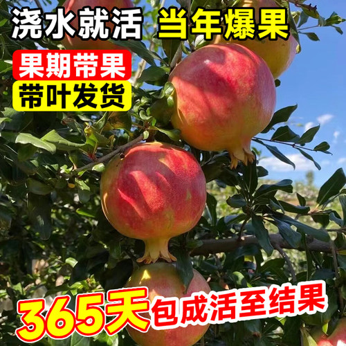 石榴树树苗突尼斯软无籽特大甜果苗盆栽老桩嫁接四季庭院南方种植 - 图1