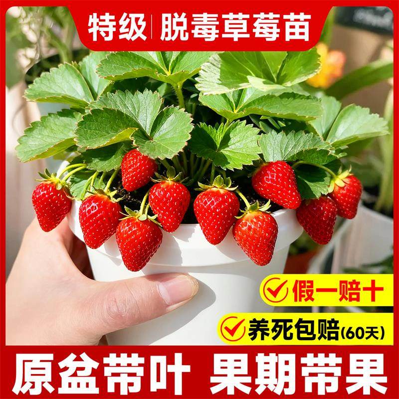 特大草莓苗秧盆栽带果四季结果红颜丹东99草莓苗室内阳台绿植物,淘宝优惠券,粉丝福利购,淘宝优惠卷