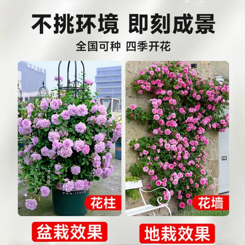 【1米6大苗】蔷薇花苗藤本月季特大花爬藤植物四季花卉盆栽玫瑰花 - 图3